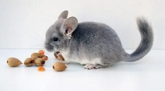 Milyen diófélék adható chinchilla és milyen mennyiségben